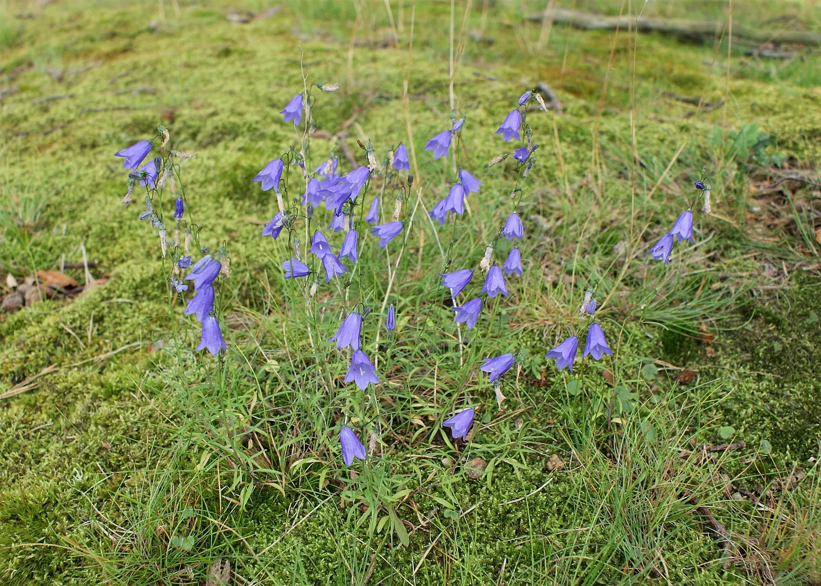 Blåklokke
