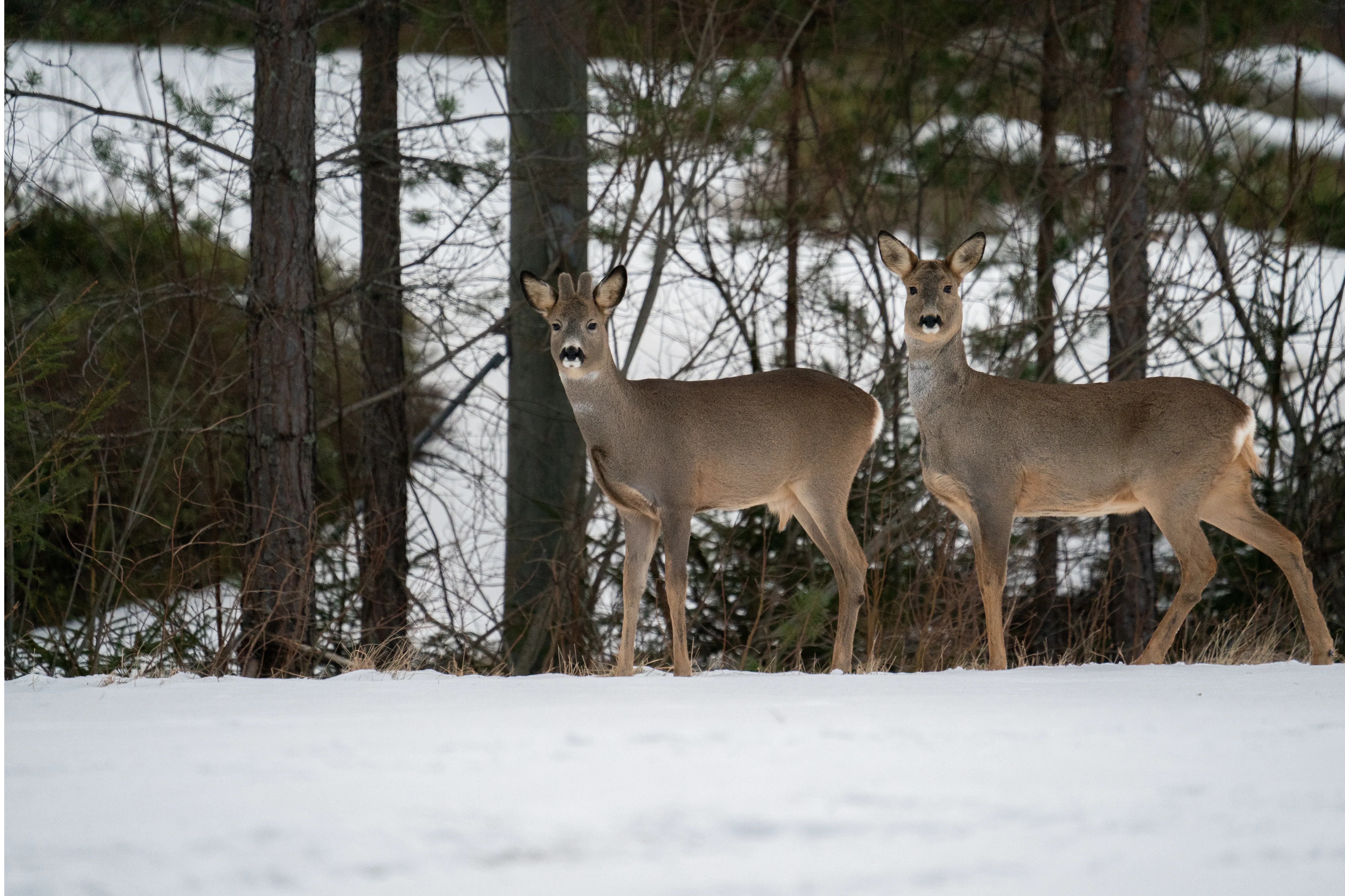 Roe deer are a common sight in the cultural landscape.