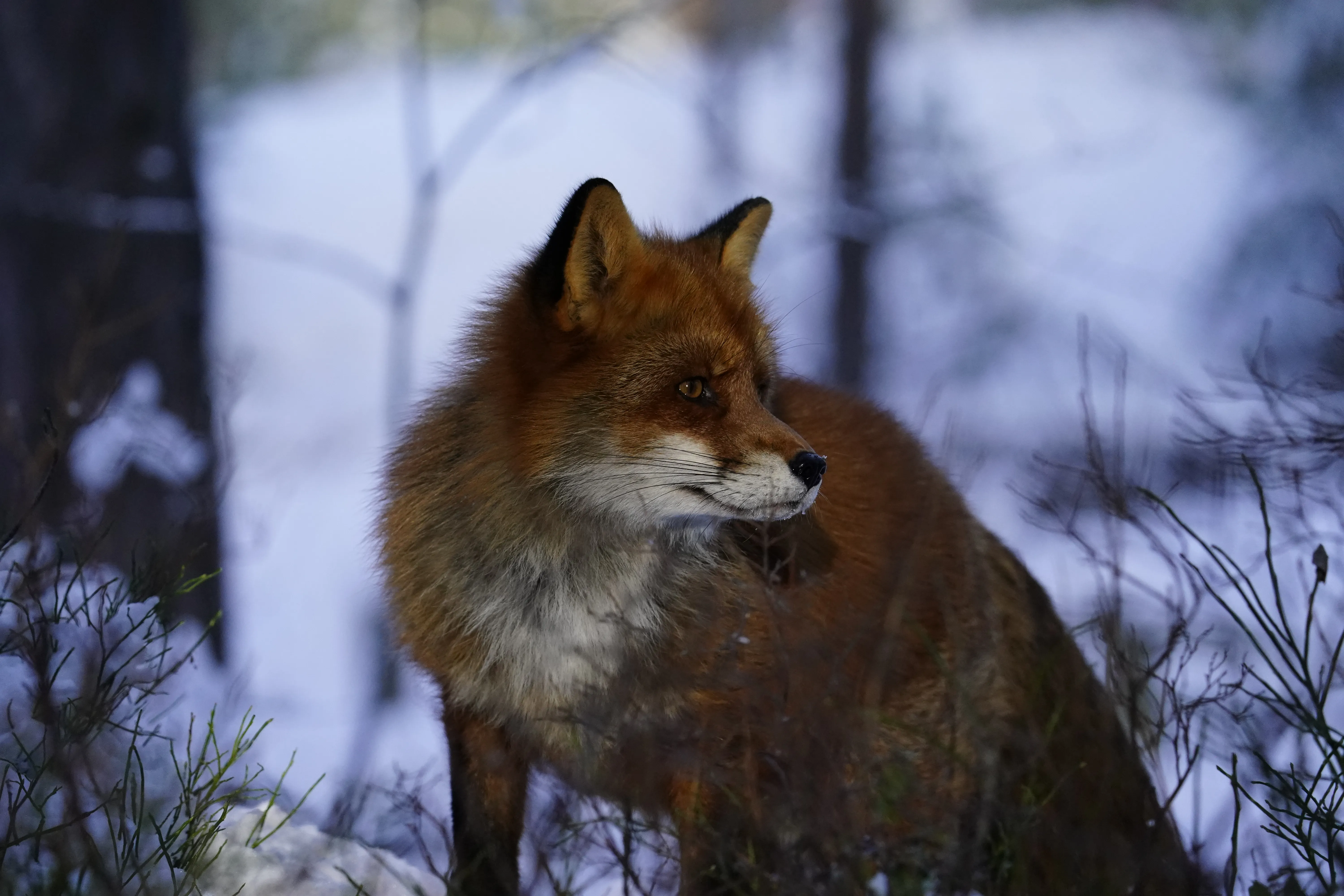 Red fox in winter coat.