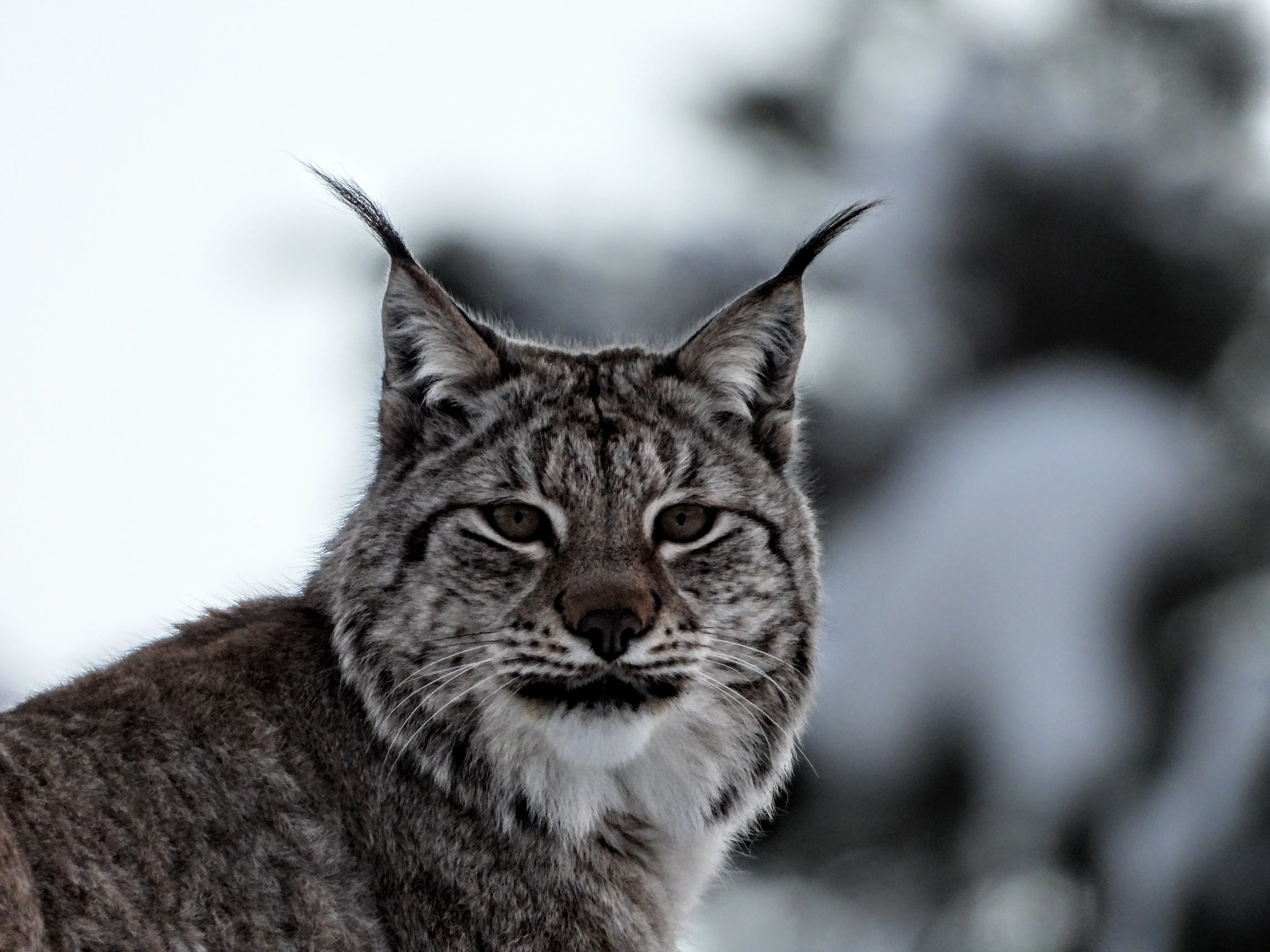 The lynx has very keen eyesight.