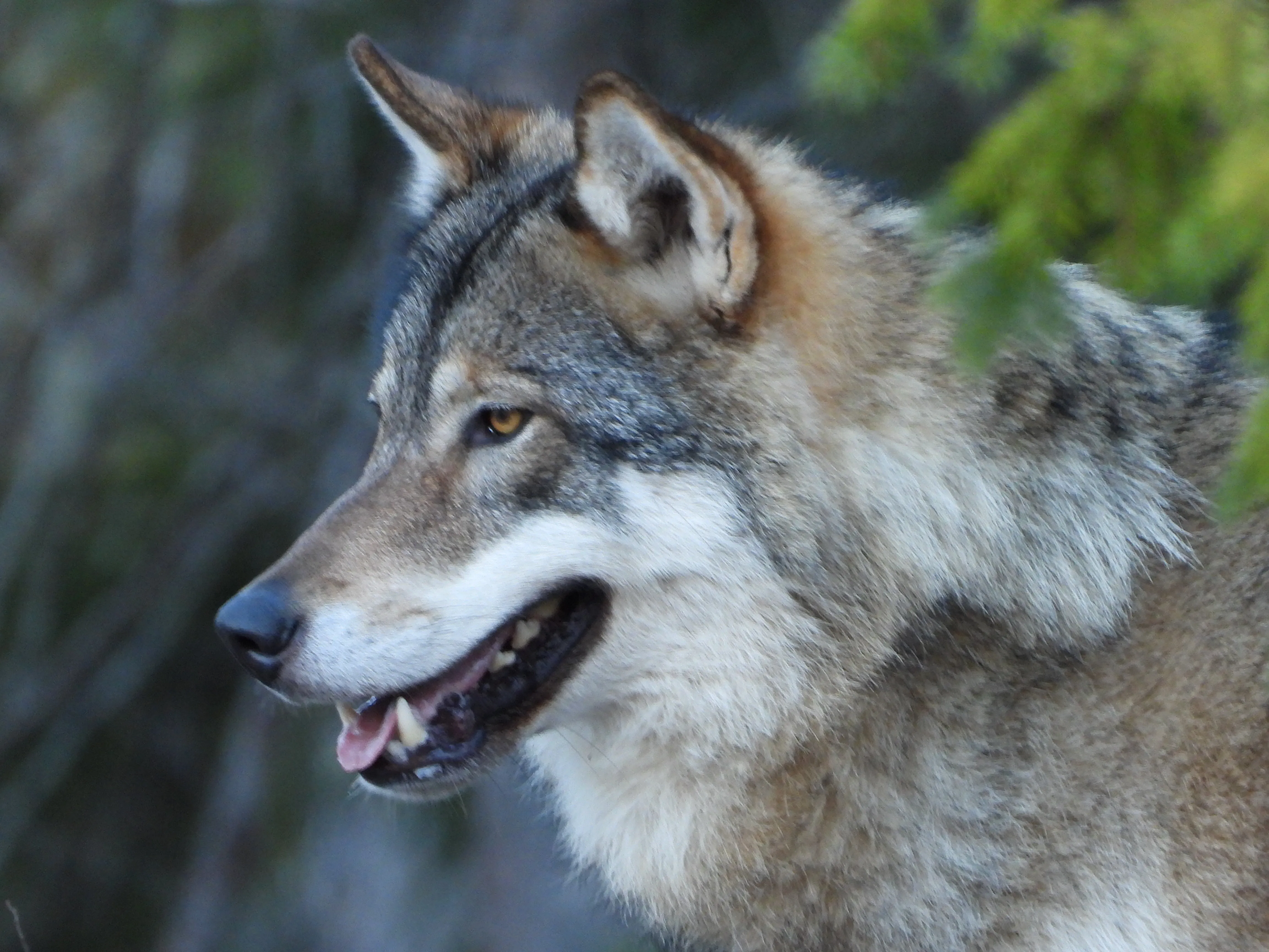 Illustrative photograph of a wolf in a wildlife park.