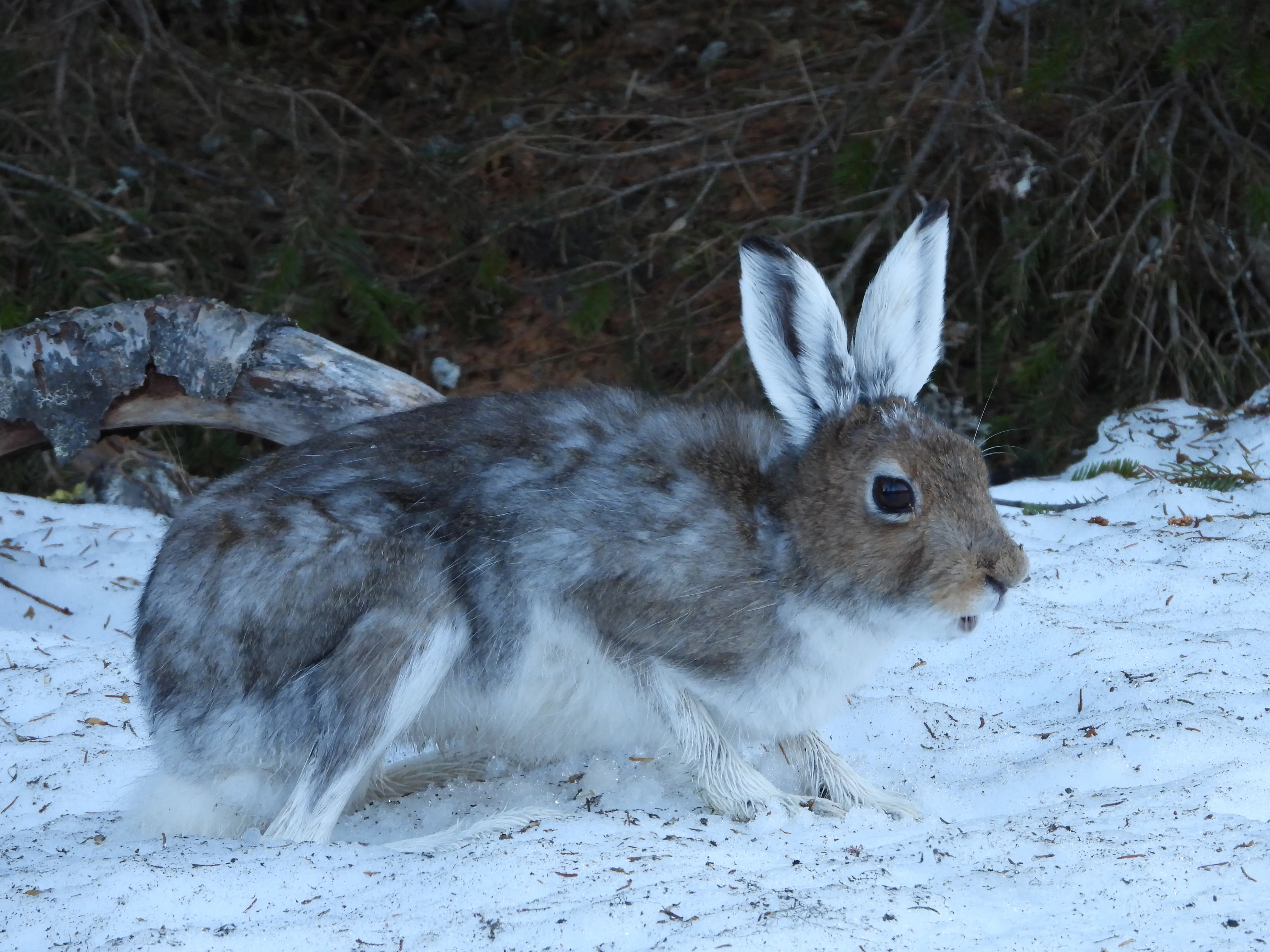 The mountain hare changes colour from white to greyish-brown in summer. Photo: Bjørn Henrik Stavdal Johansen