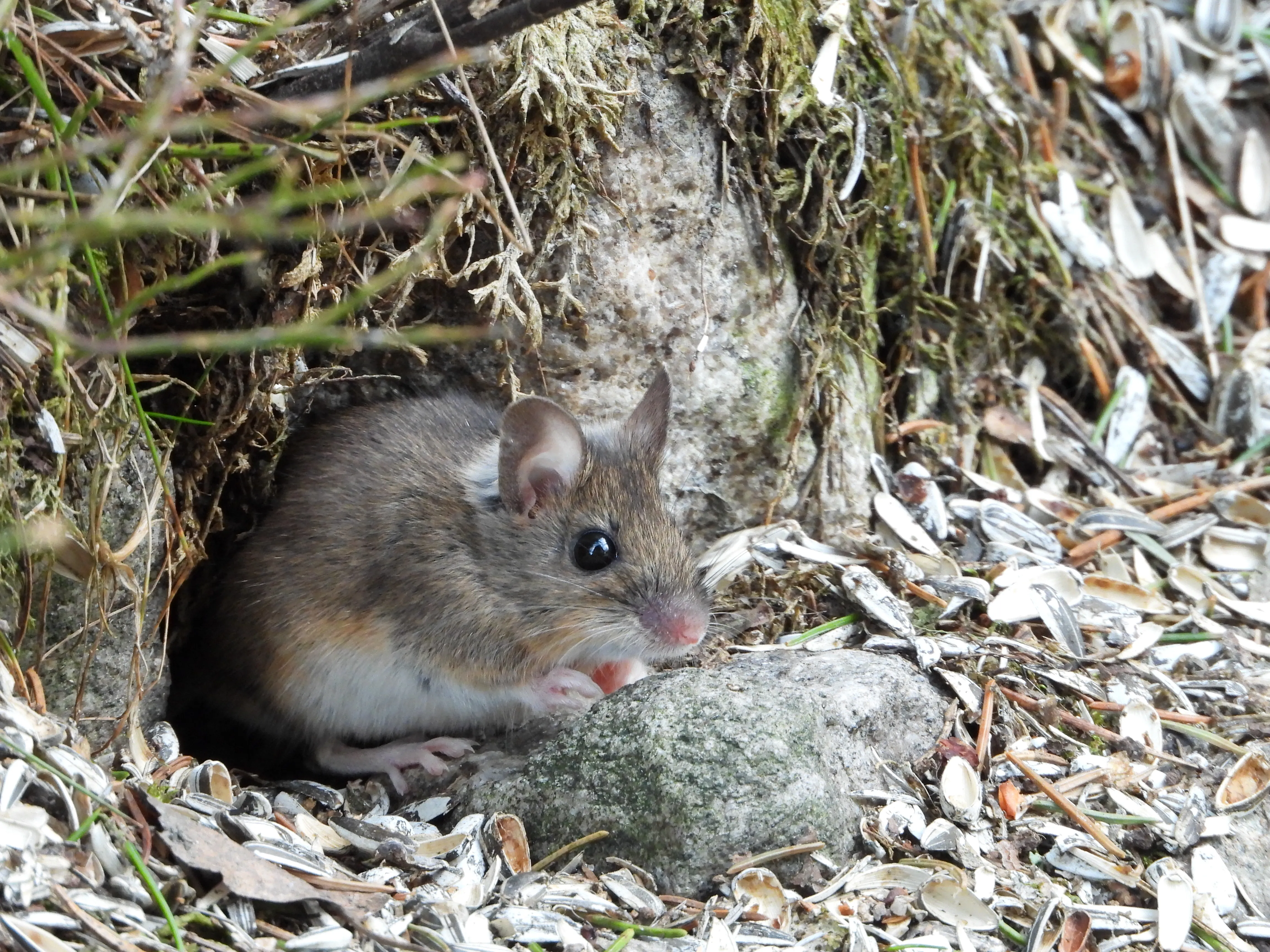 Small wood mouse Photo: Bjørn Henrik Stavdal Johansen