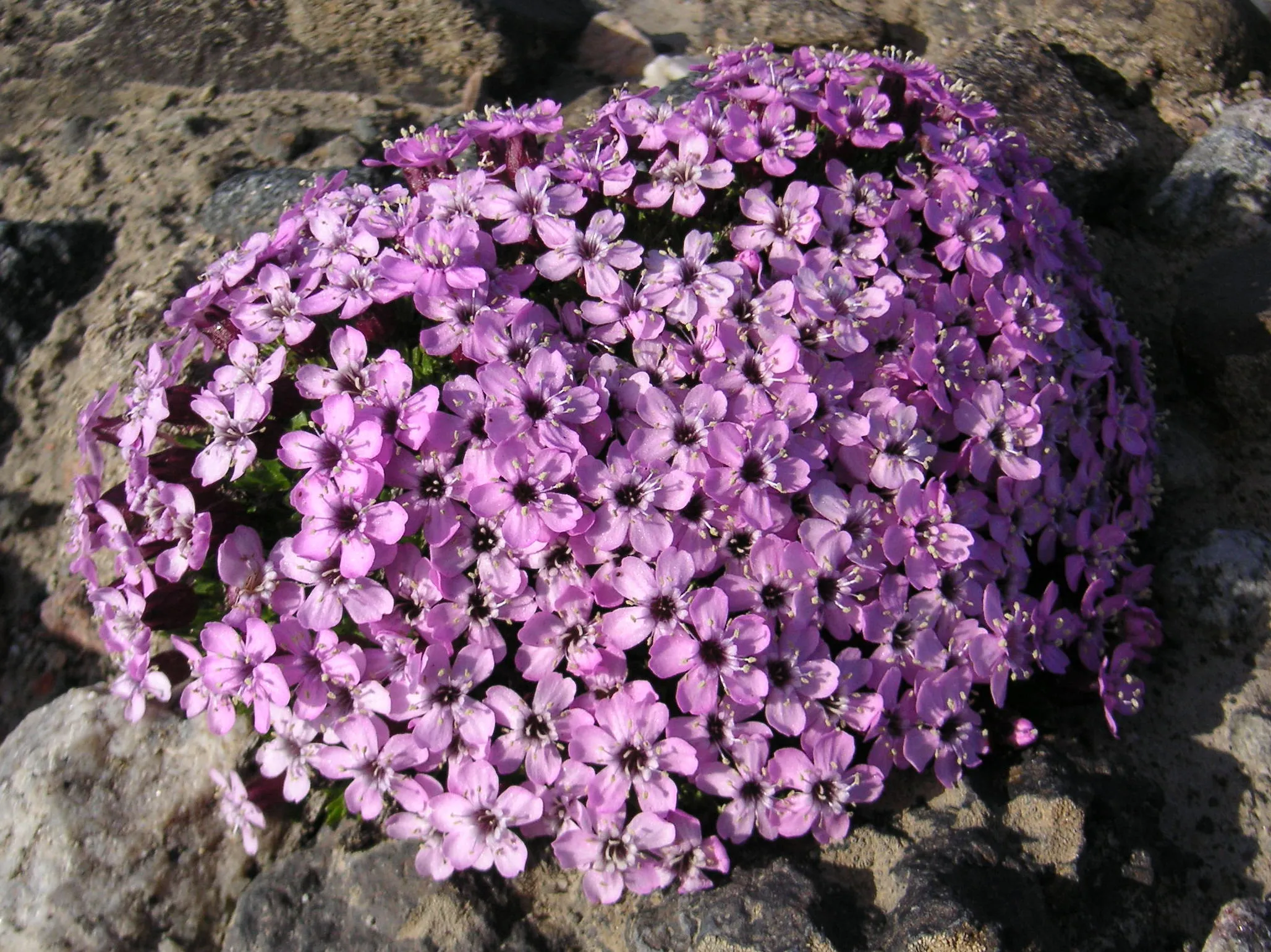 Fjellsmelle