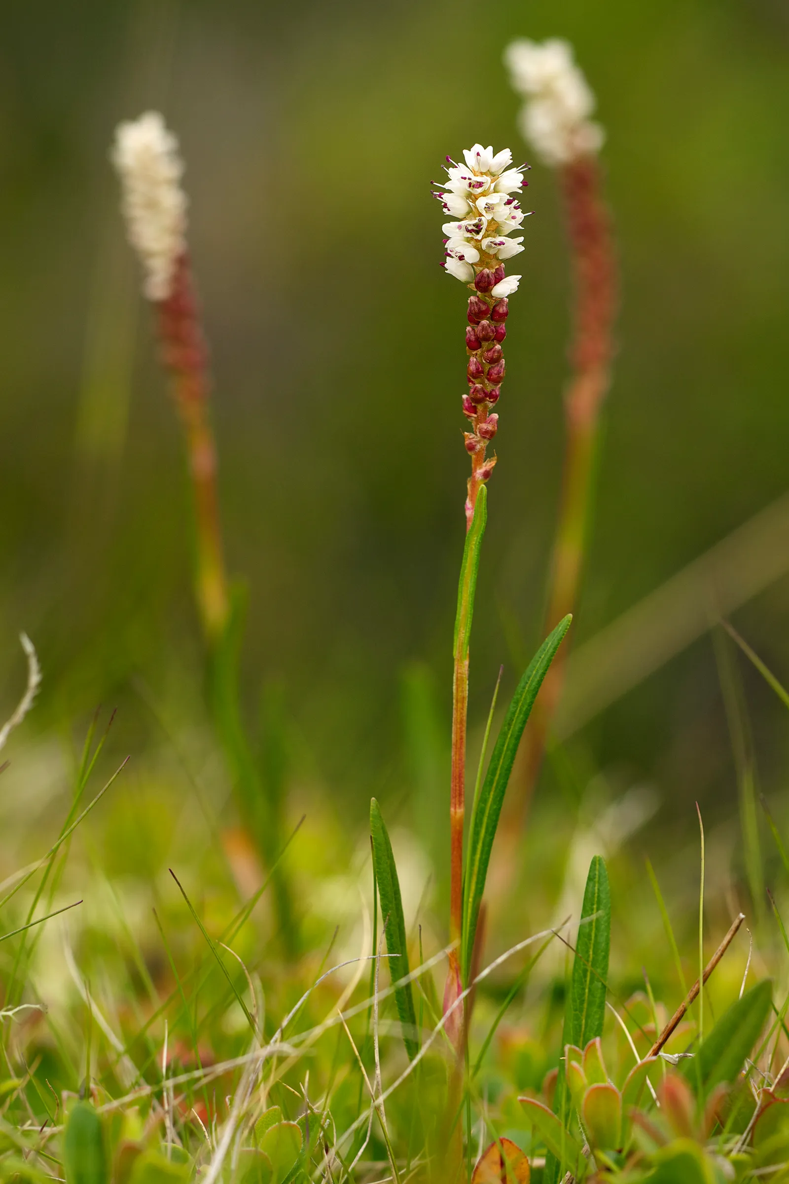 Harerug
