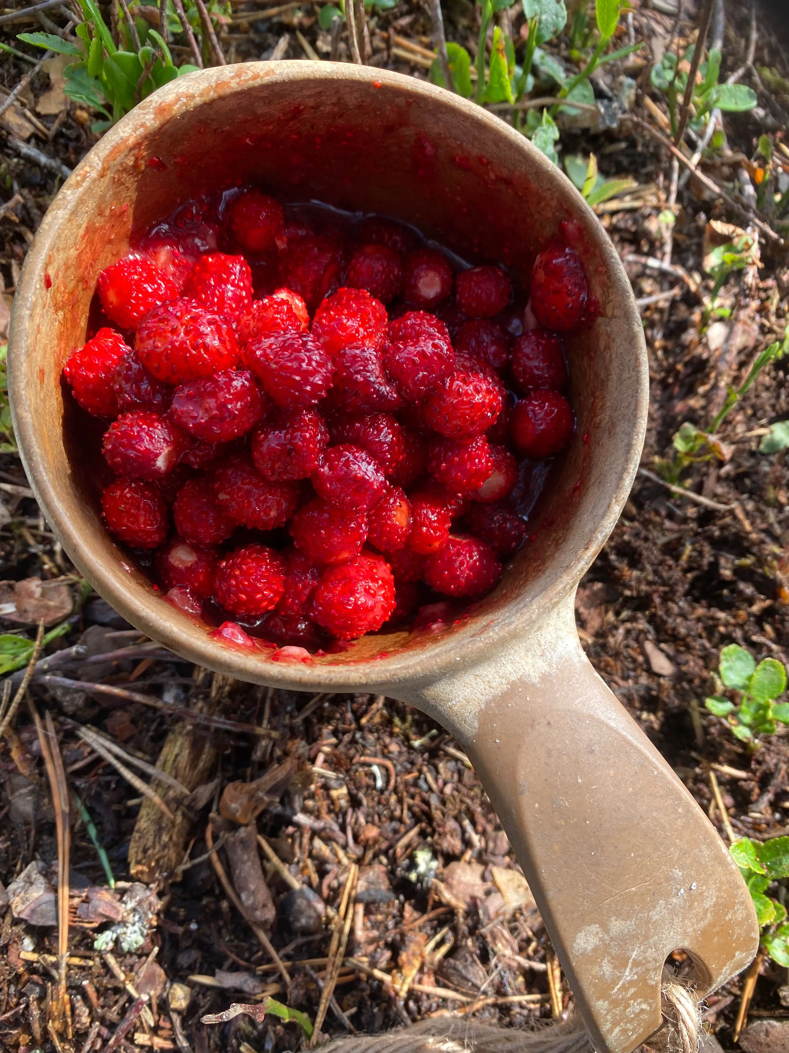 Wild strawberries.