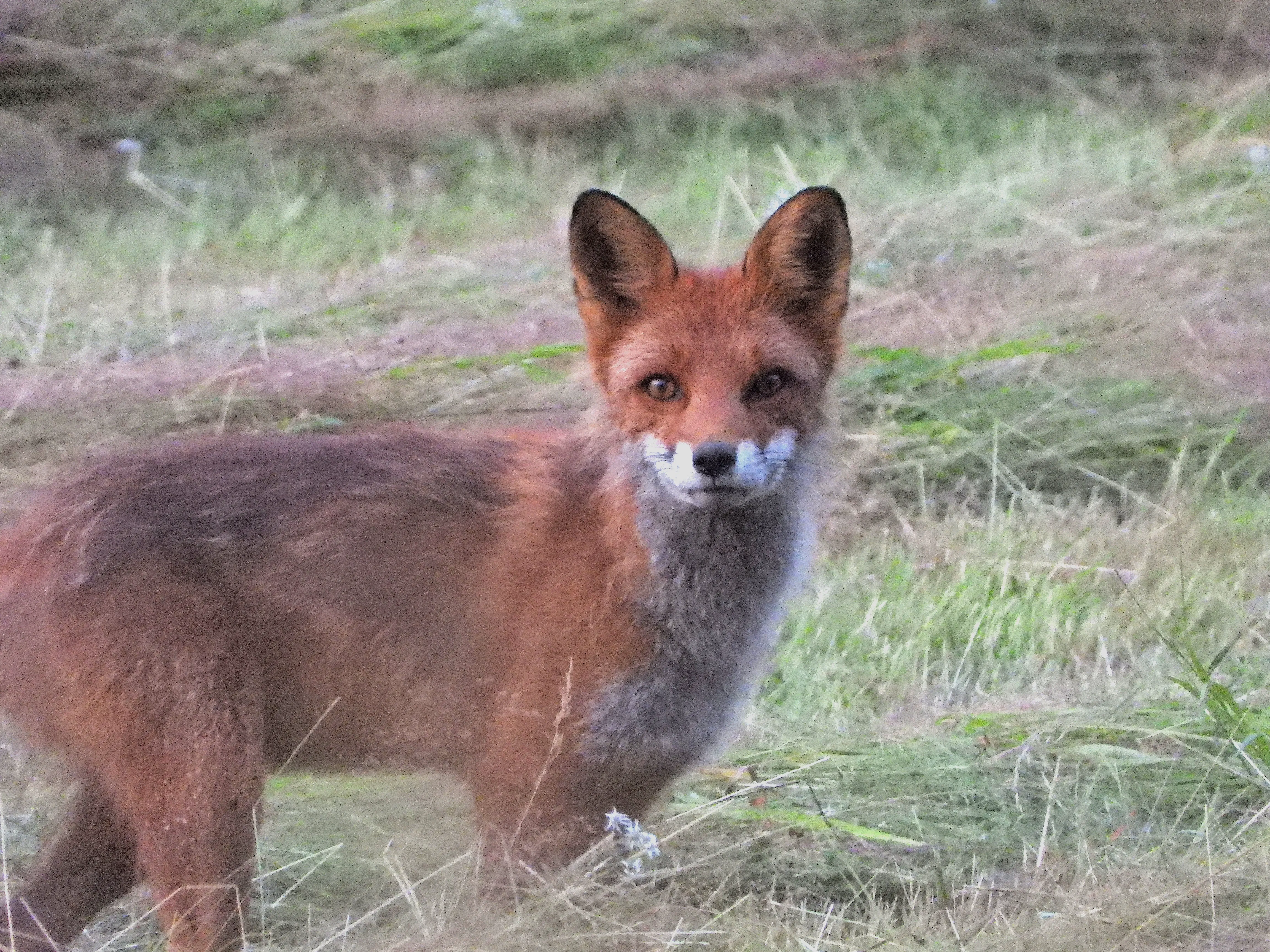 Red fox hunting for mice after the spring farming.