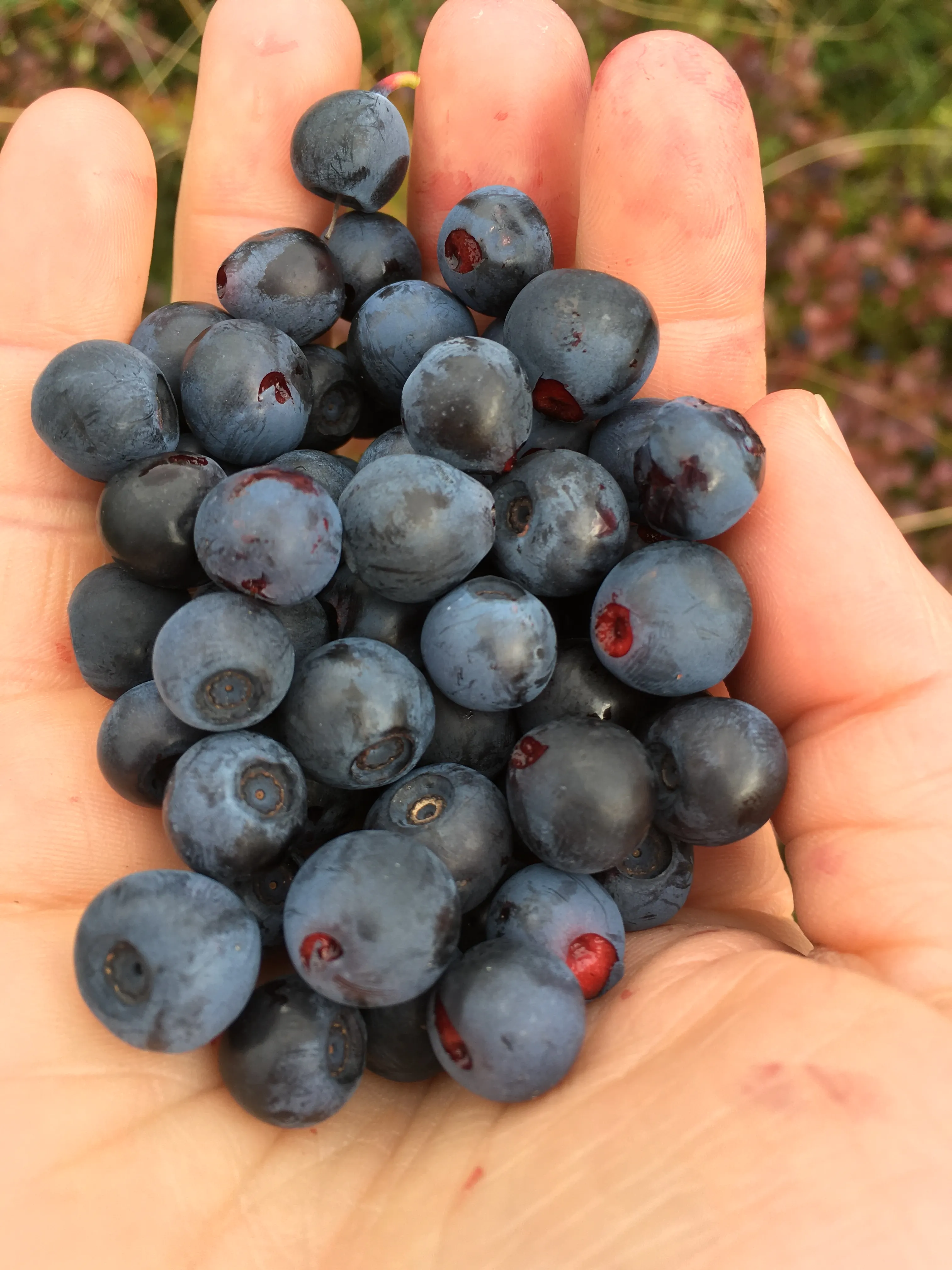 Bilberries