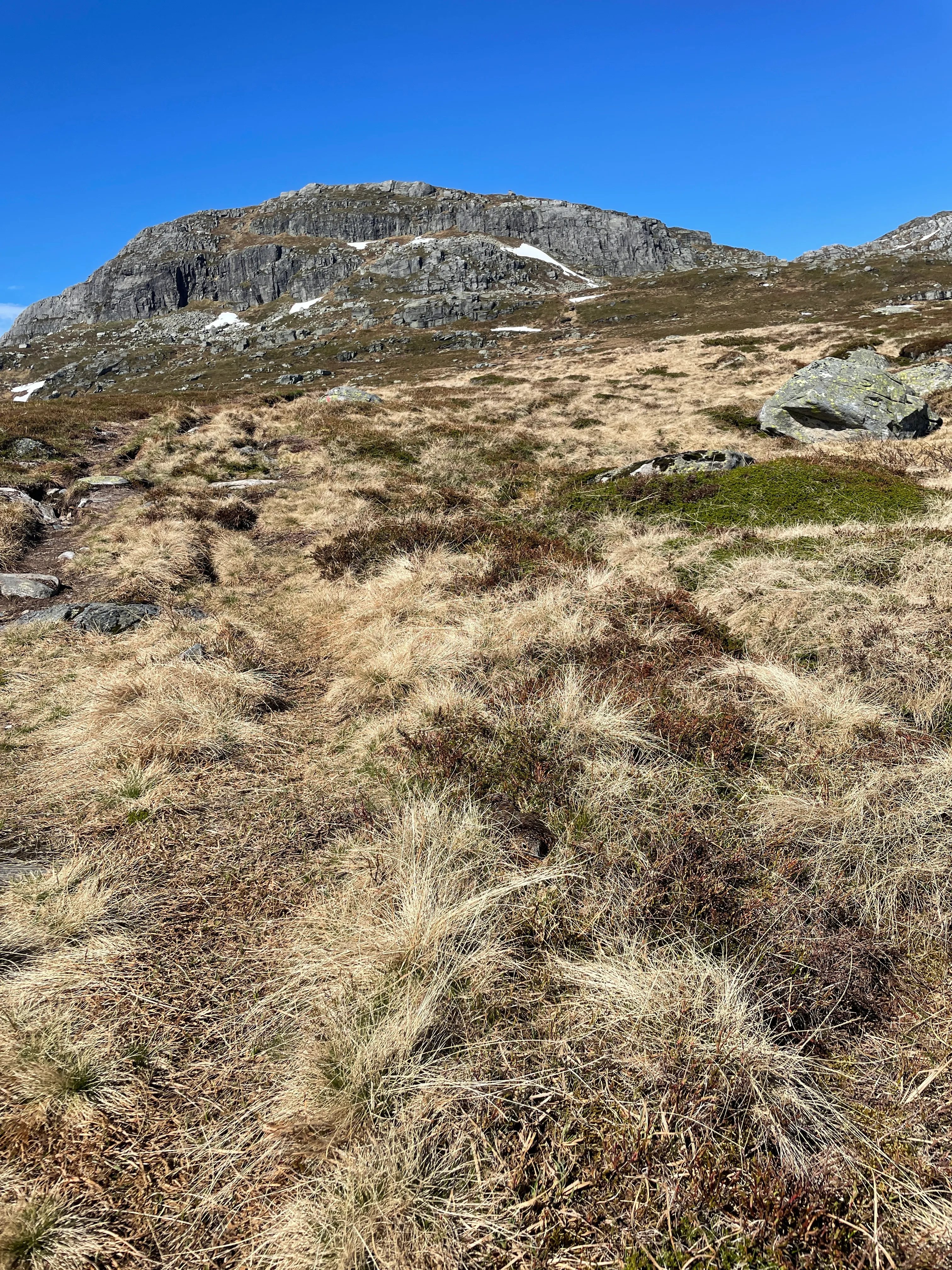 Can you see the ptarmigan? (She is lying less than a metre from the path).