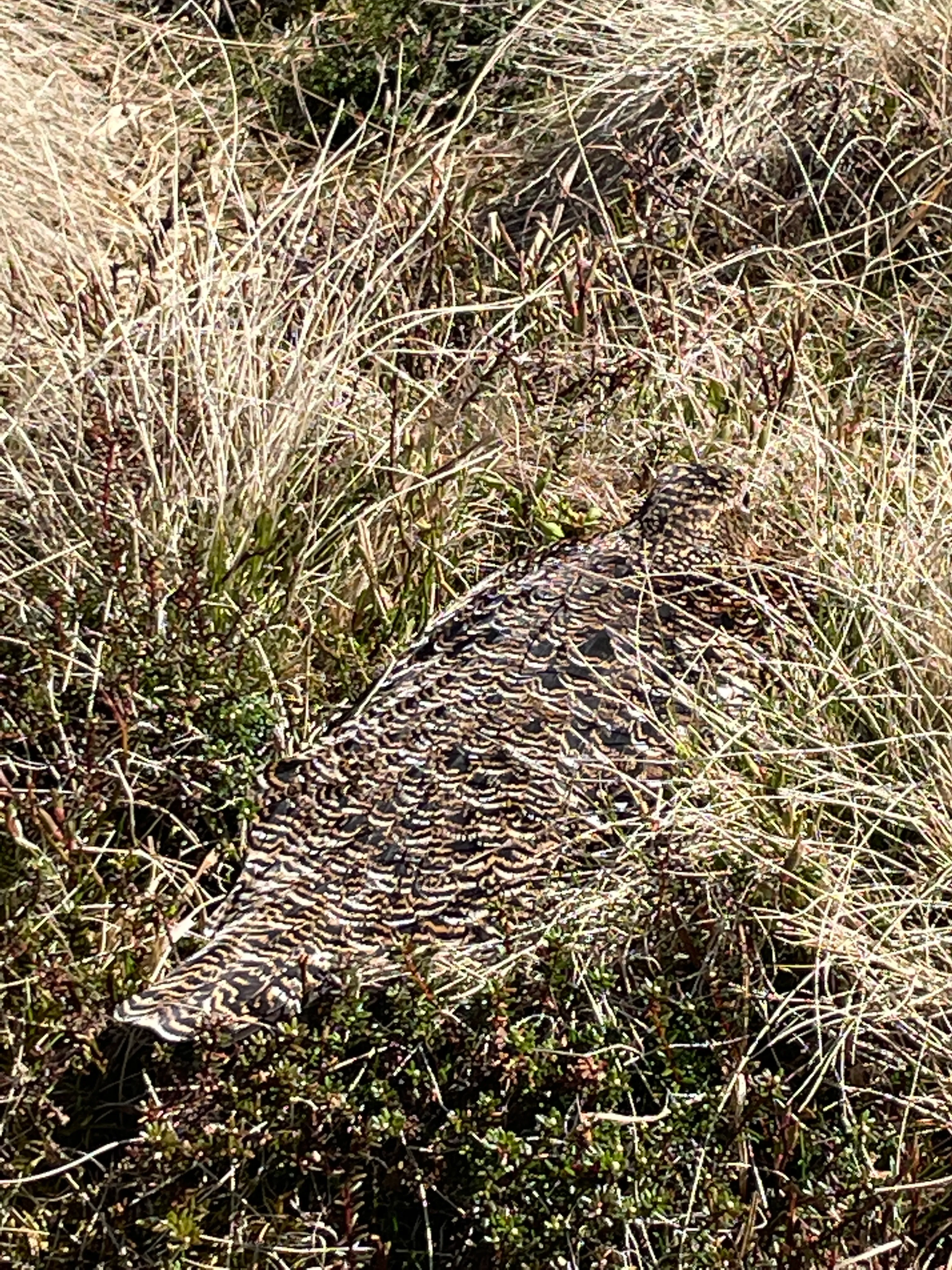 The rock ptarmigan has very good camouflage and can be difficult to spot. In early summer, when the mother ptarmigan is sitting on her eggs, she may stay put even if you pass at a distance of only a metre. So watch where d...
