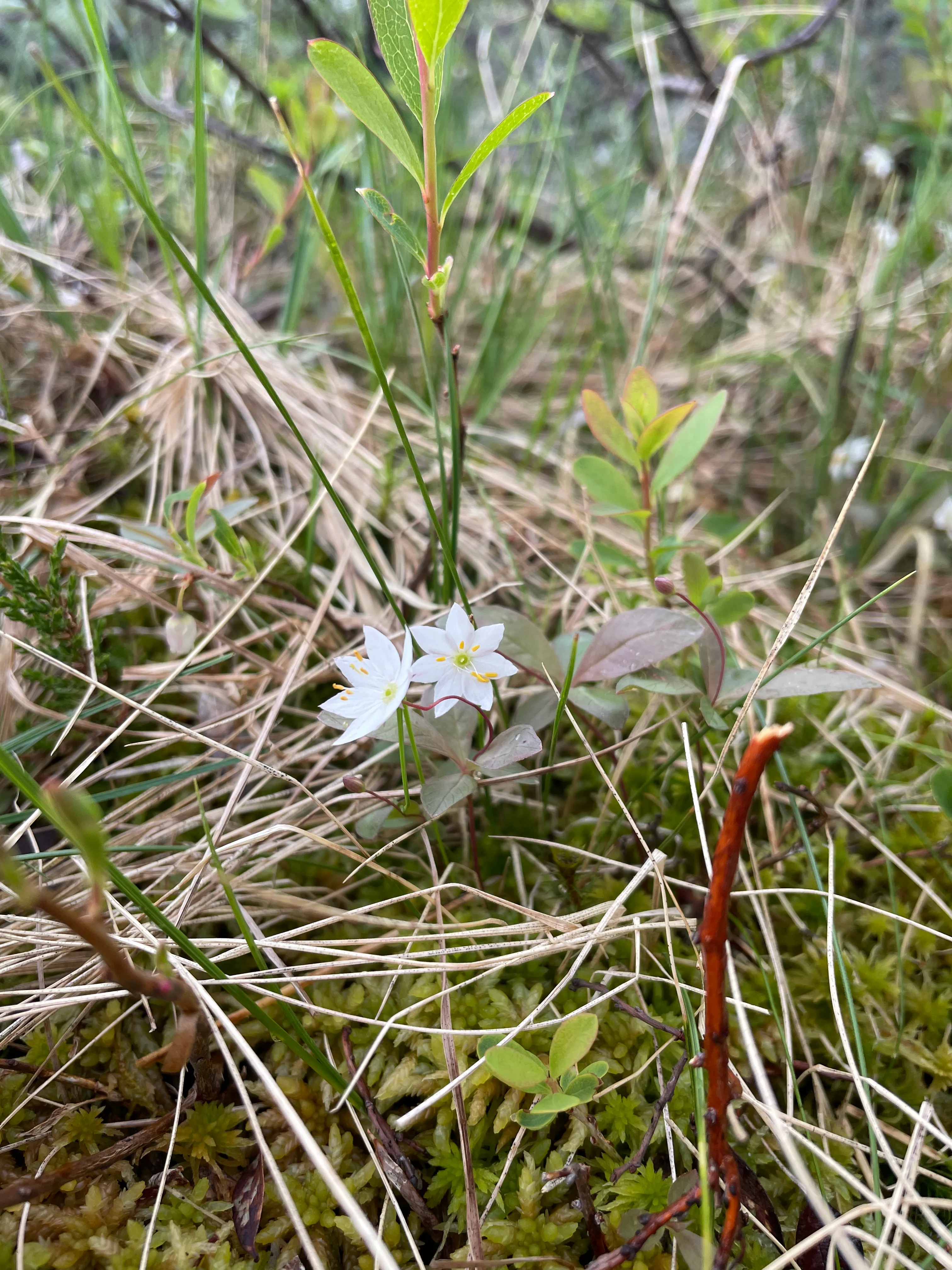 Skogstjerne