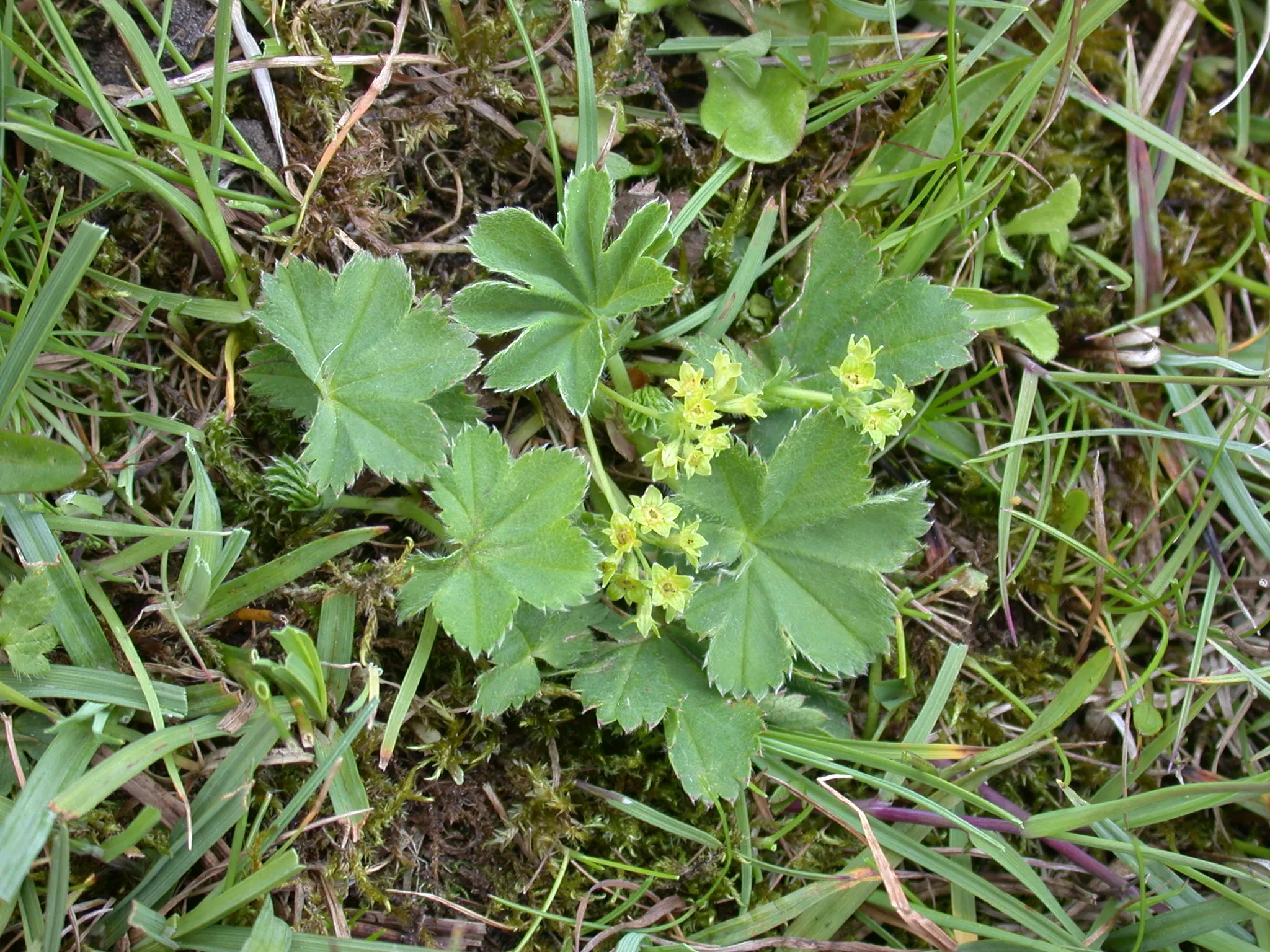 Marikåpe