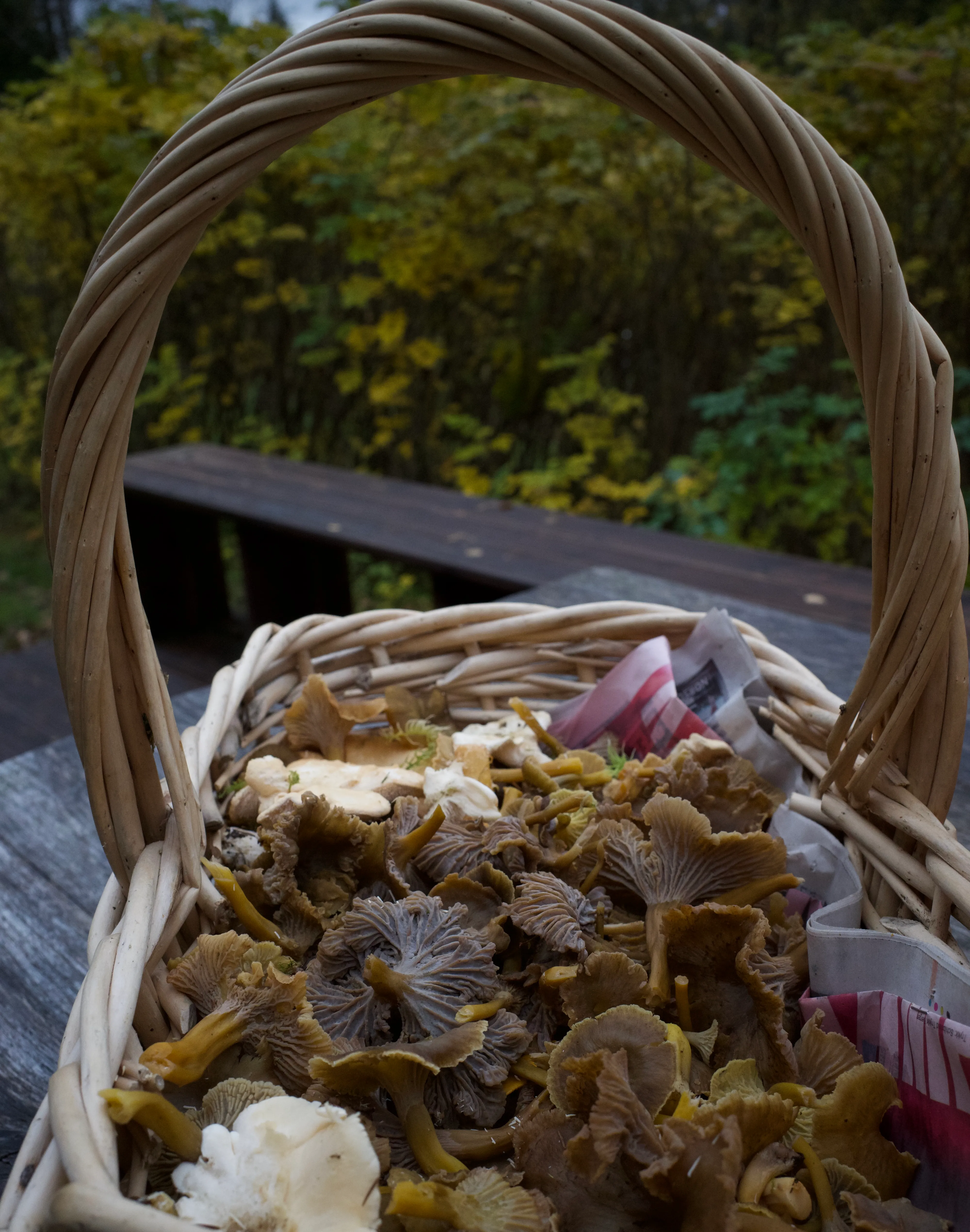 Soppkurv med traktkantareller og piggsopp.