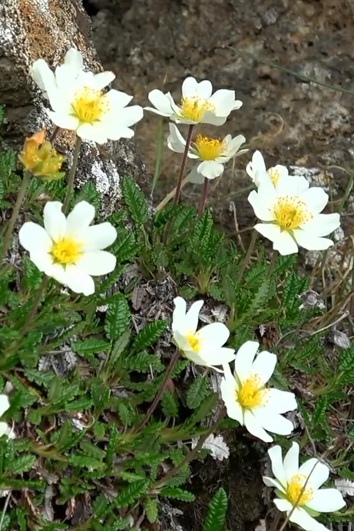 Reinrose