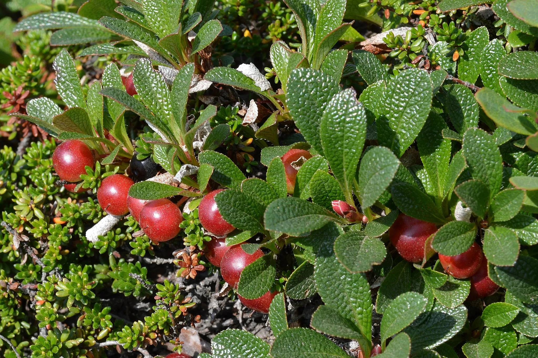 Rypebær