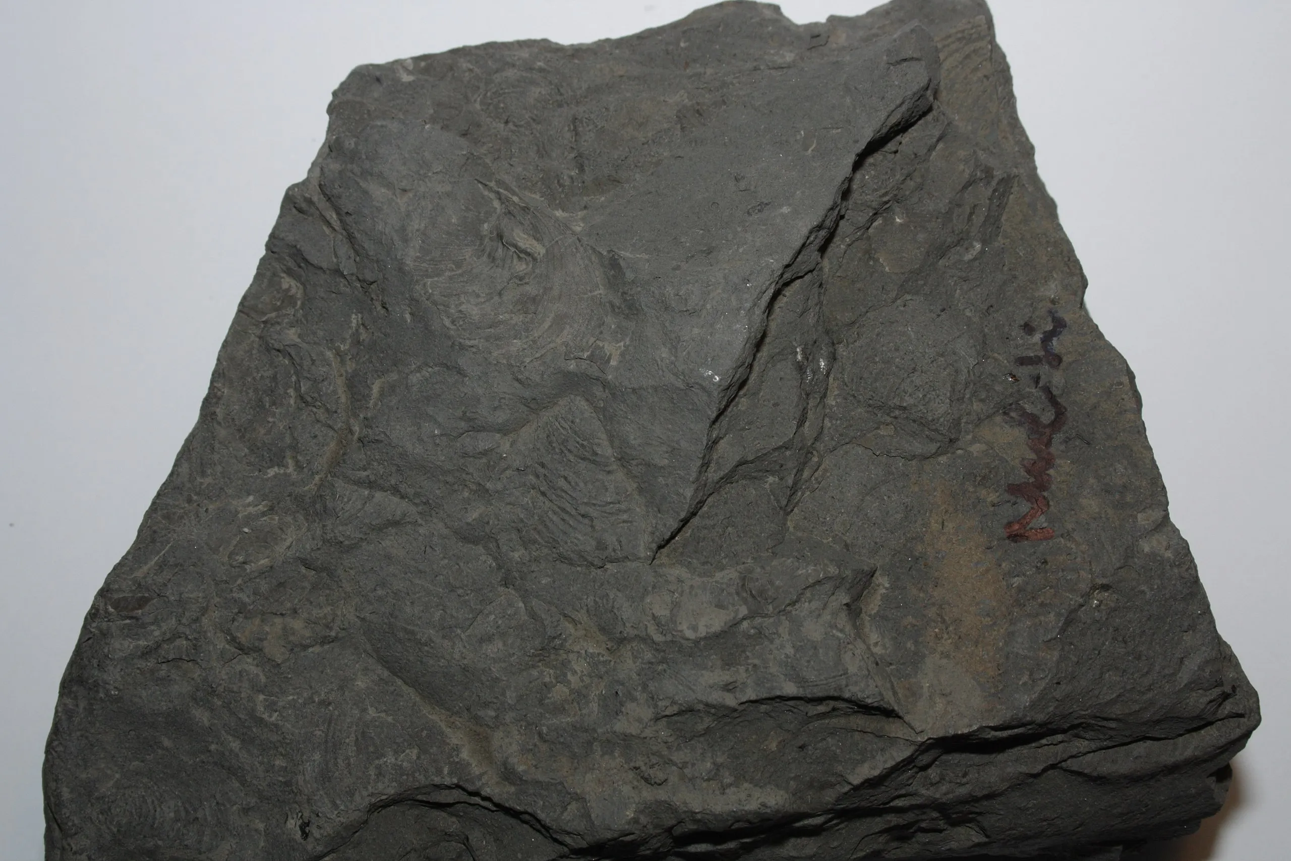 Shale
