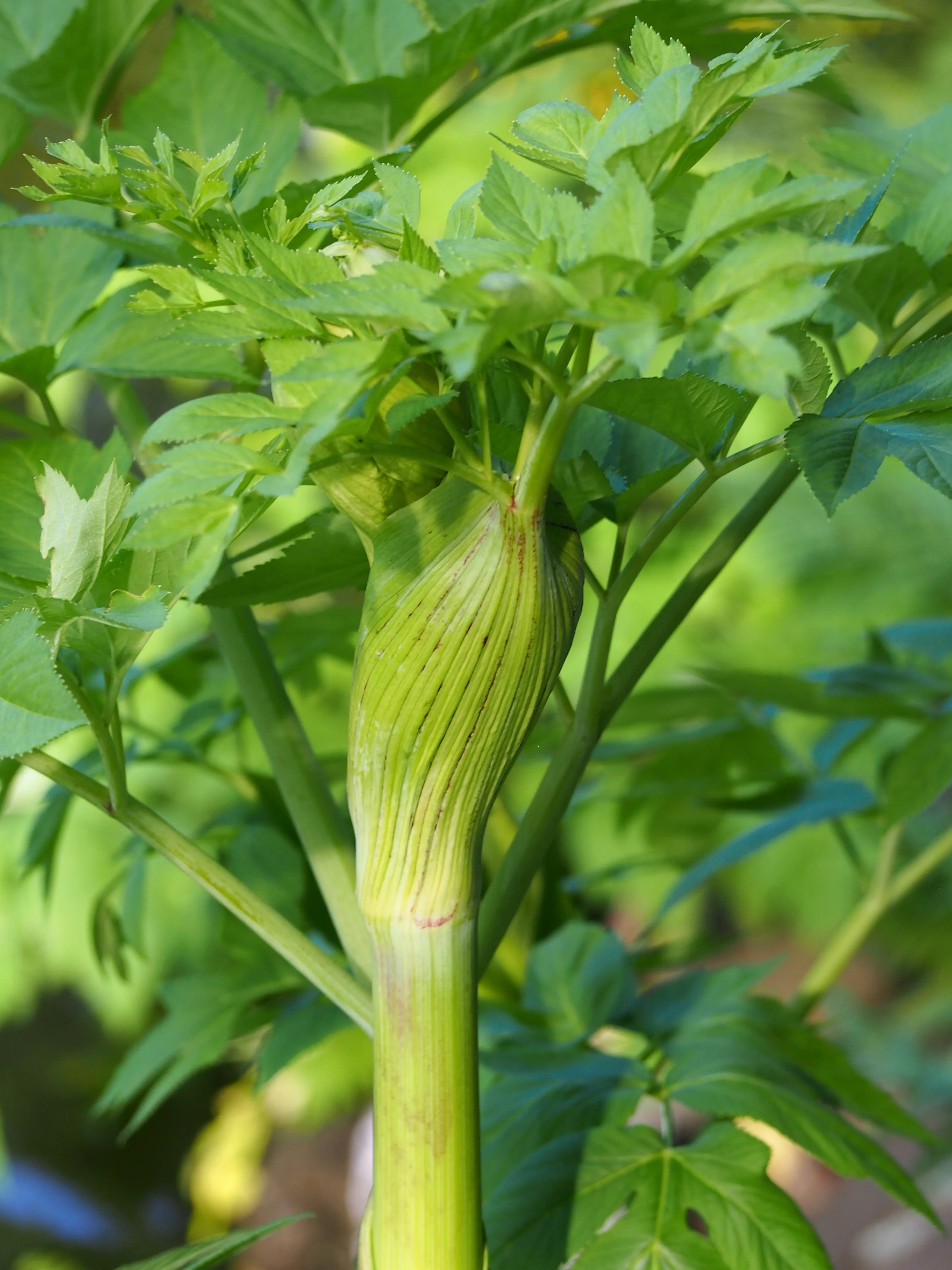Sea angelica
