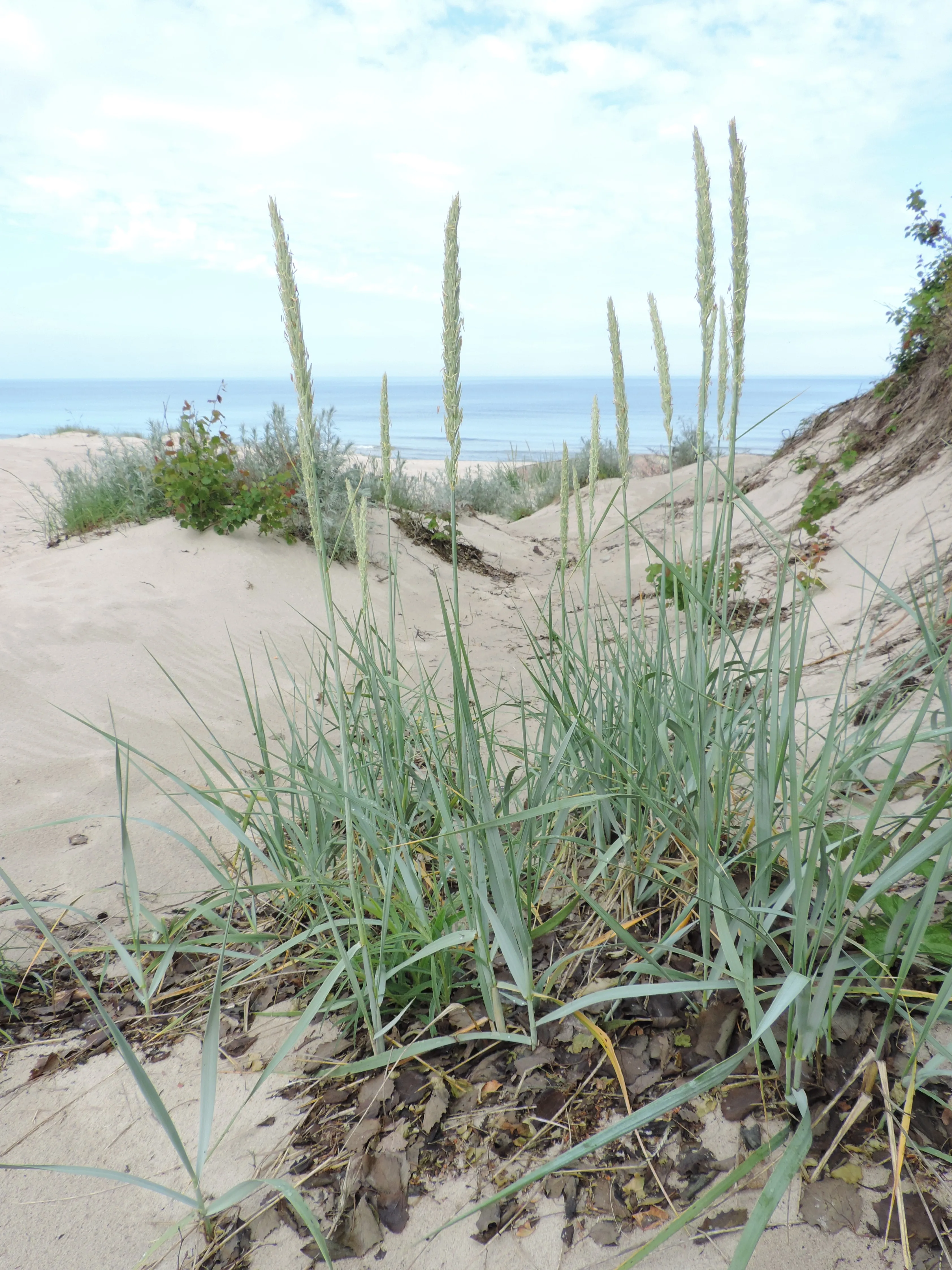 Strandrug