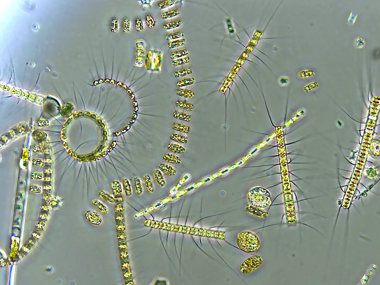 Planteplankton