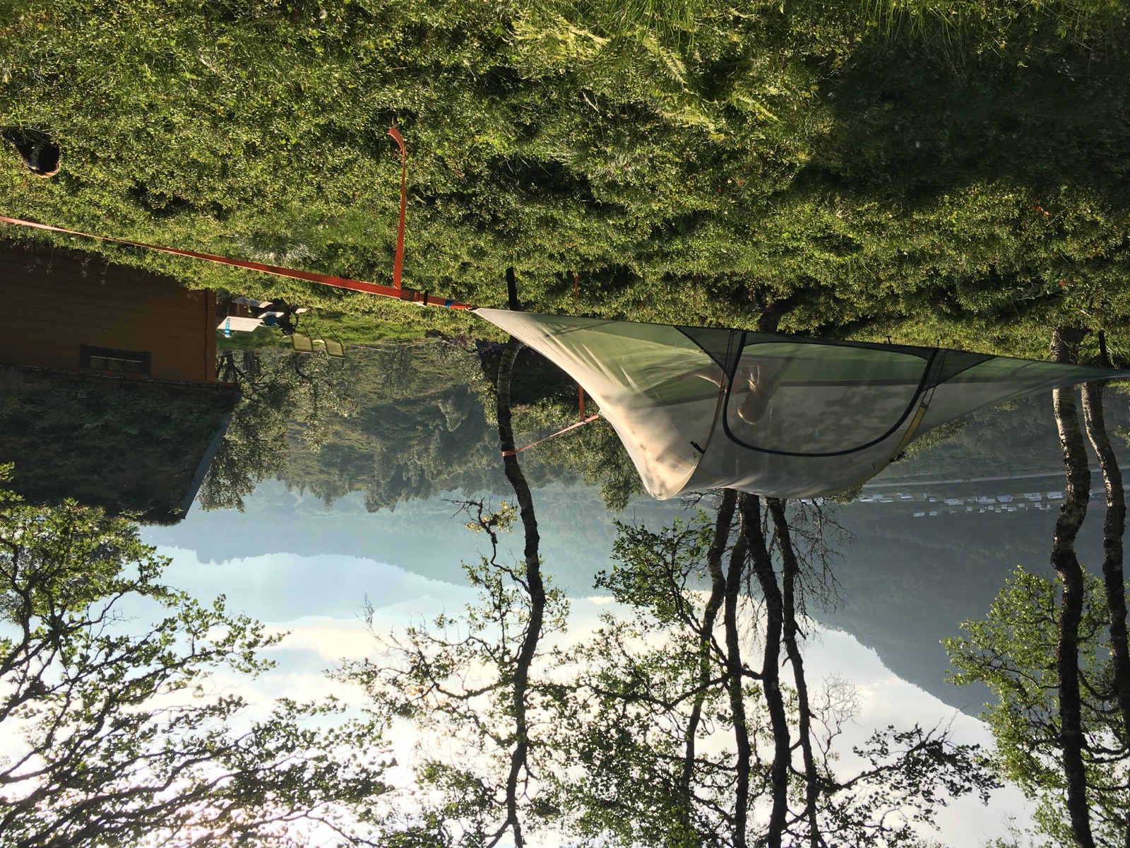 Hammocks hung up in a birch wood