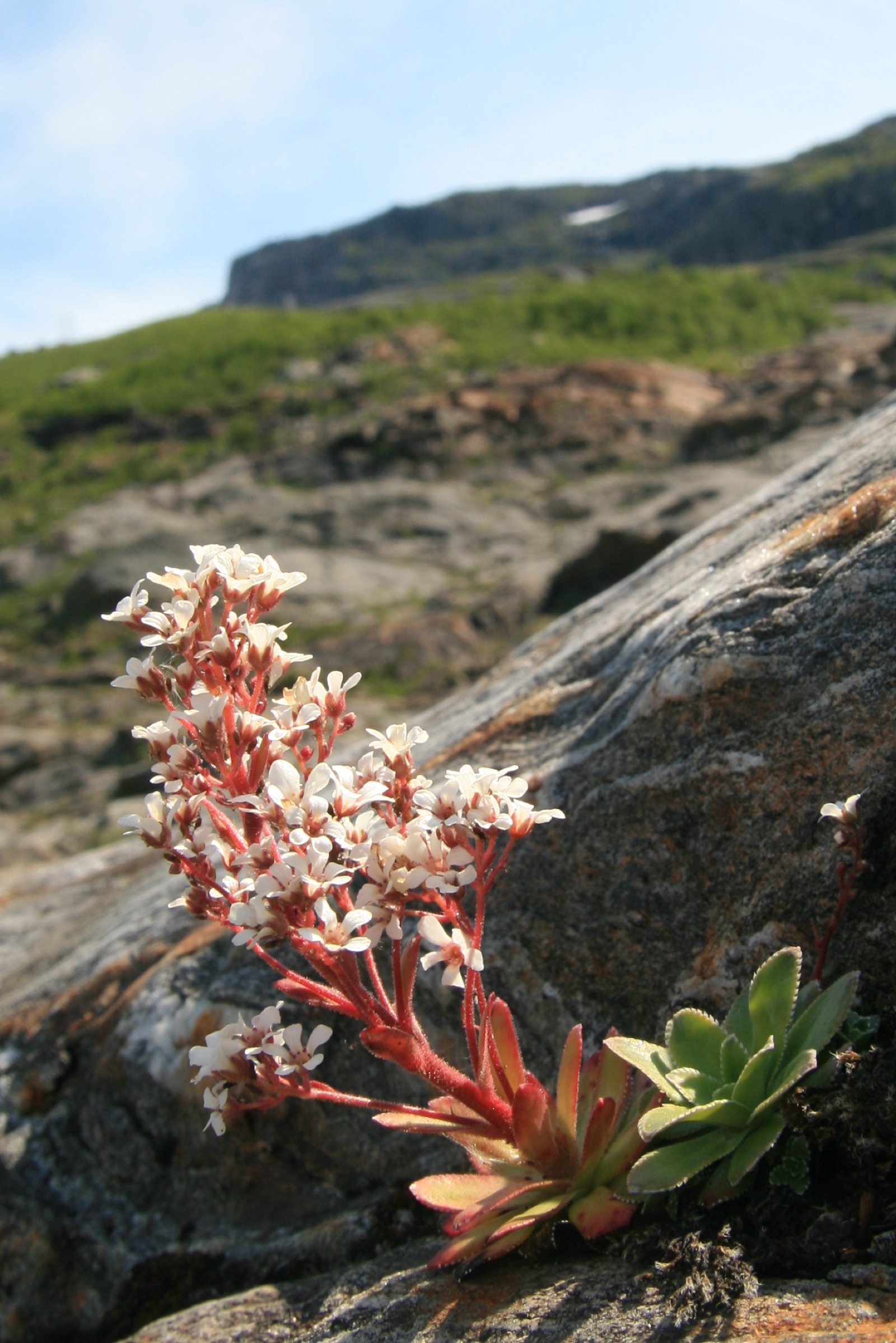 Bergfrue med pyramideformet blomsterstand.