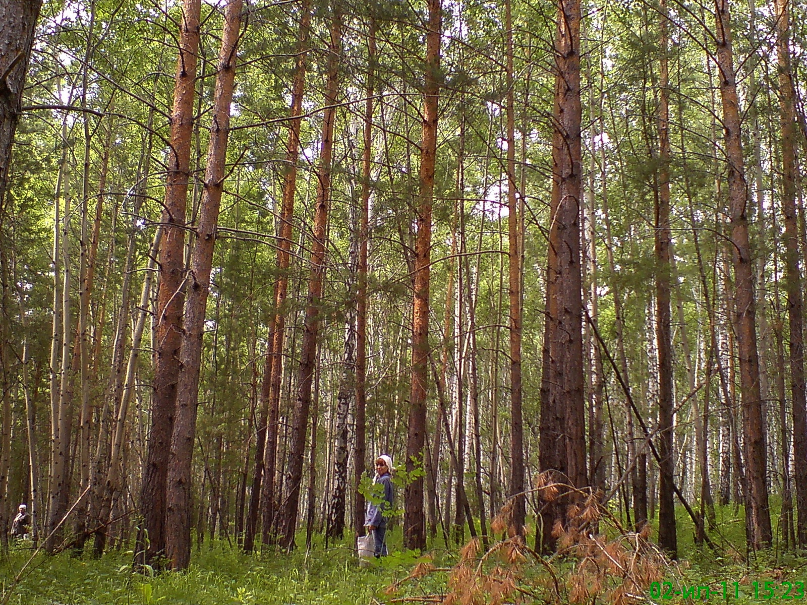 Soppplukker i boreal furuskog.