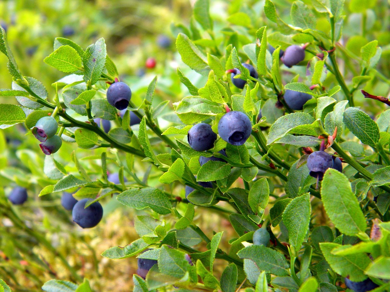 Planter og natur